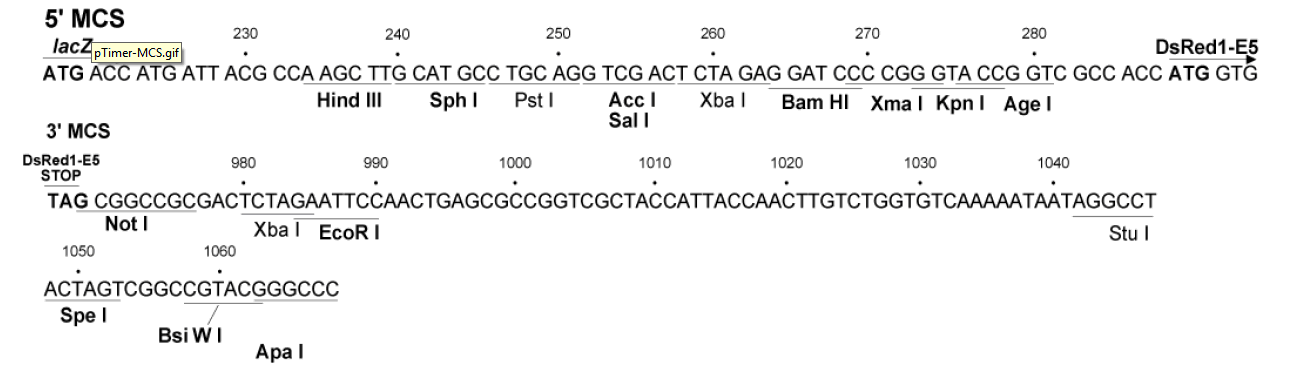 pTimer 多克隆位点 点击看大图 pTimer 多克隆位点